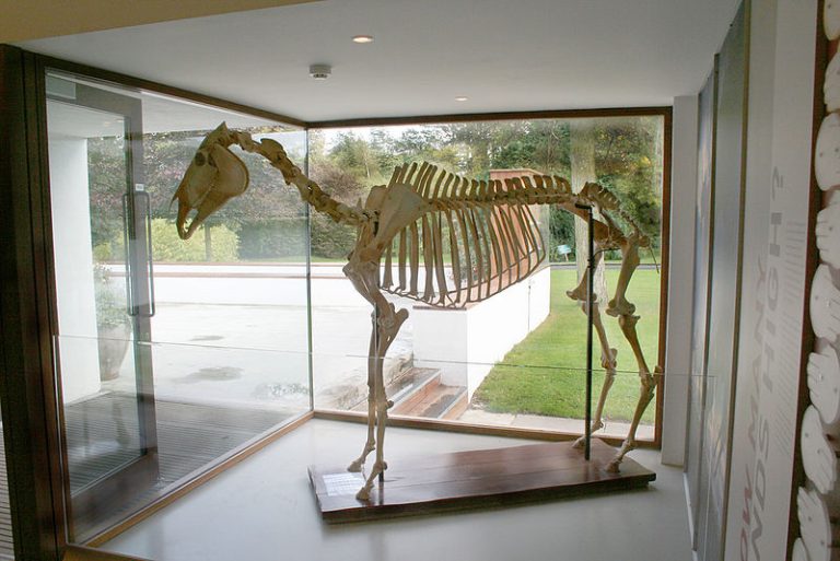800px-Skeleton_of_Arkle_the_horse_at_the_Irish_National_Stud