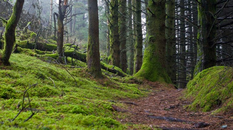 mountain-ways-ireland-day-hikes-ravensdale-woods-1800x1000
