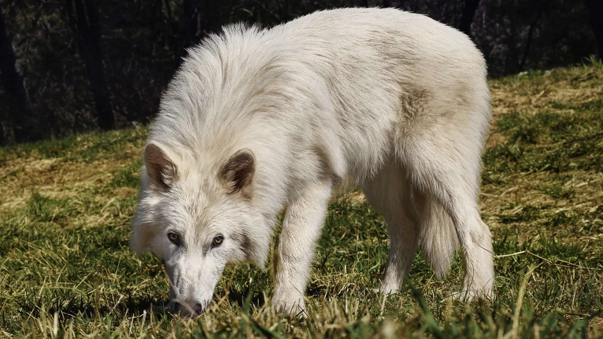 dire wolf extinct