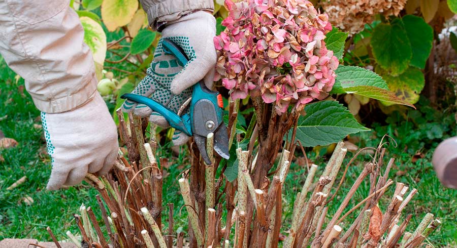 how-prune-hydrangeas