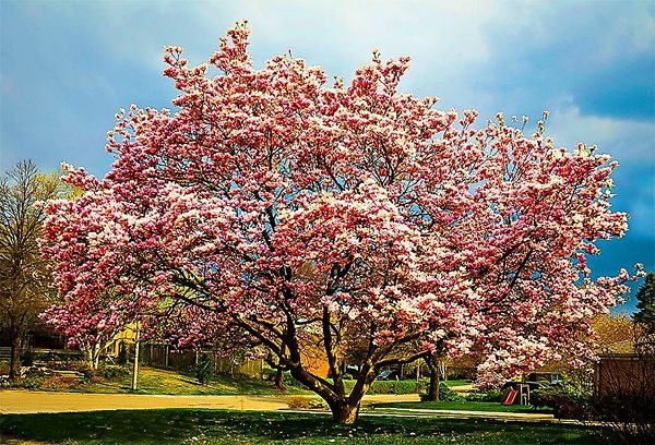 jane-magnolia-tree-1-600x408