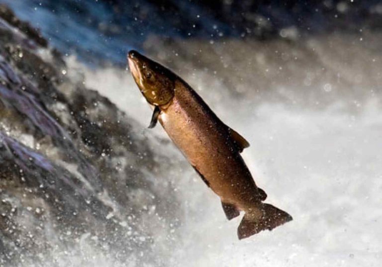 salmon