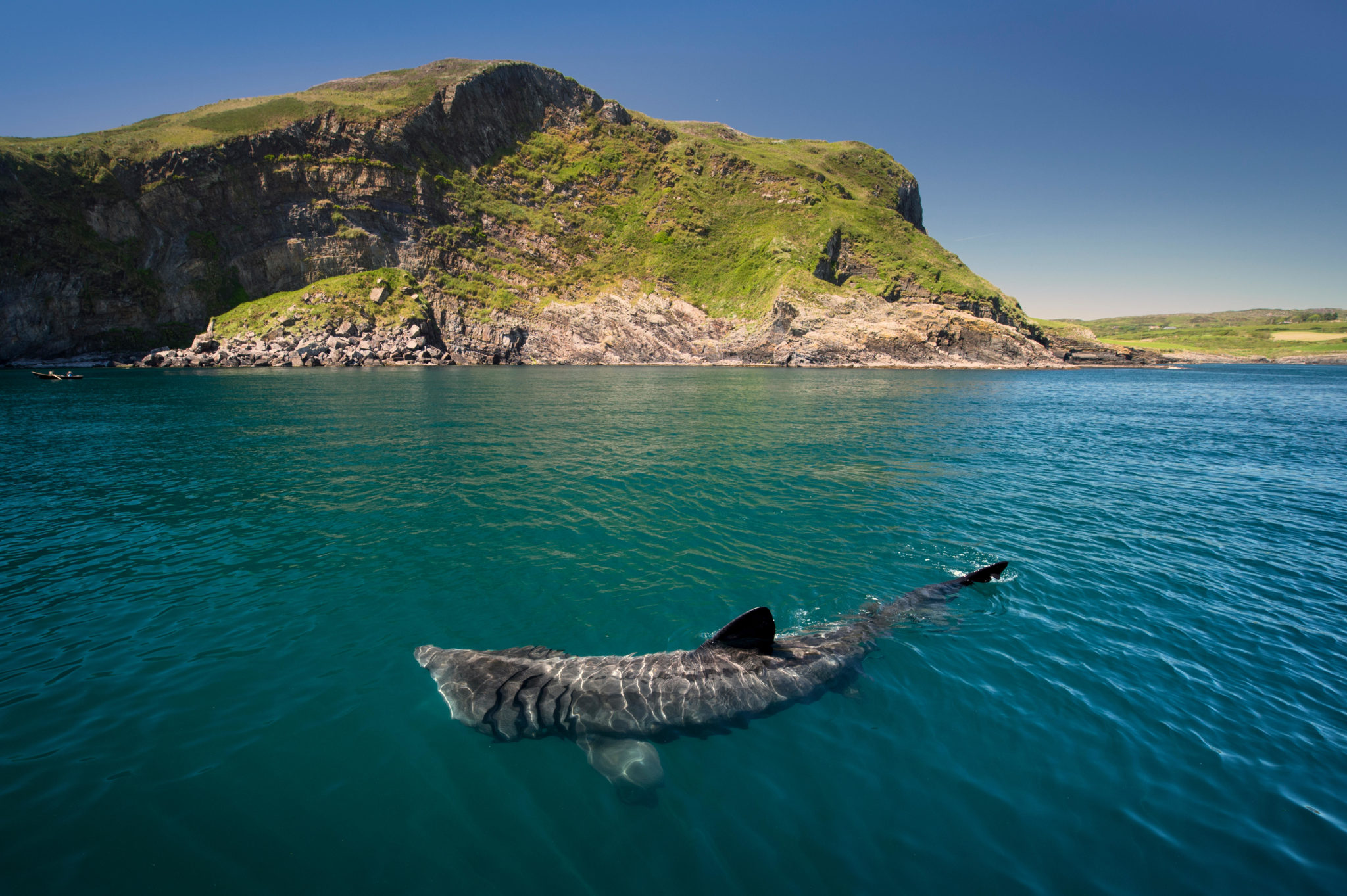 basking sharks keen beach