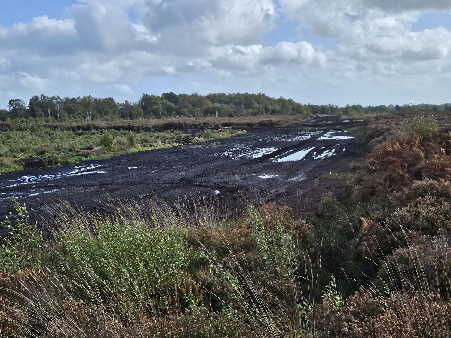 peat bog
