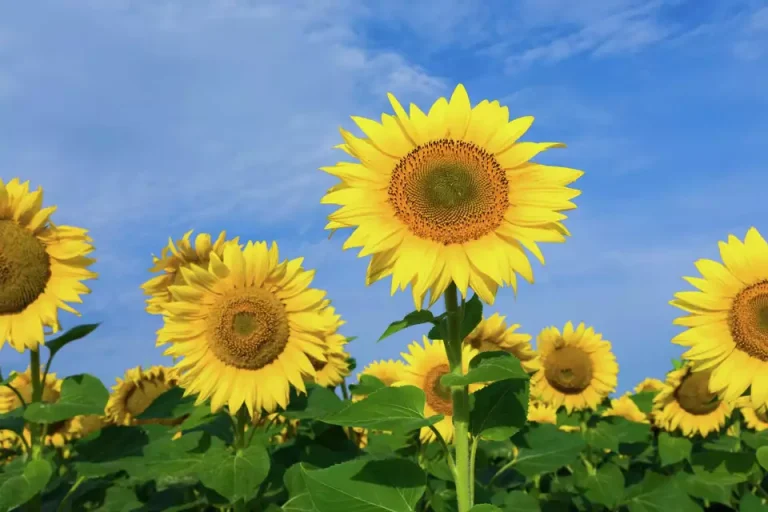 when do sunflowers bloom in ireland