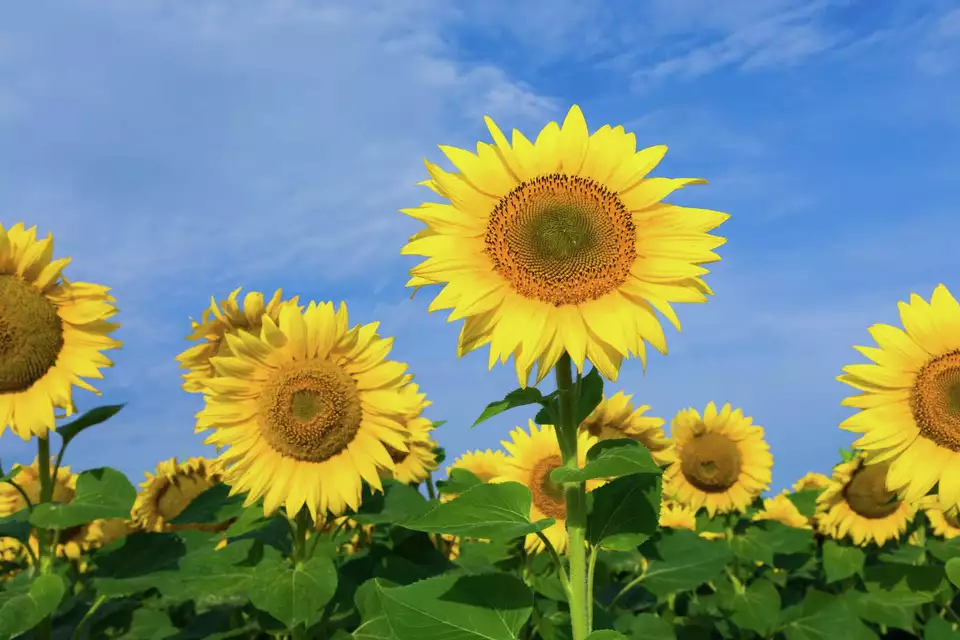 when do sunflowers bloom in ireland