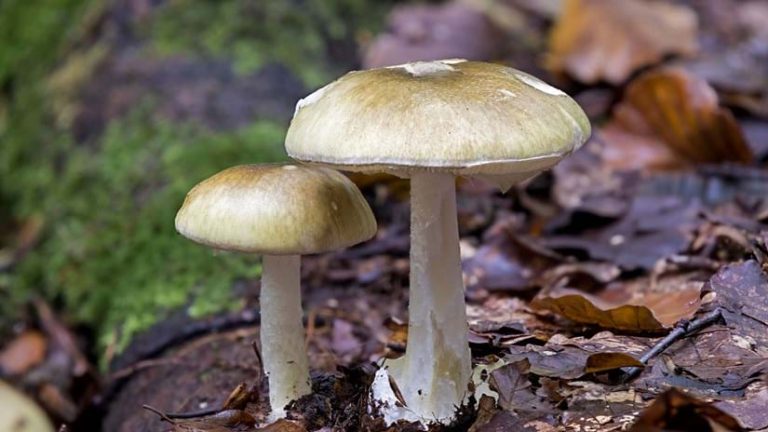 The Death Cap Mushroom in Ireland