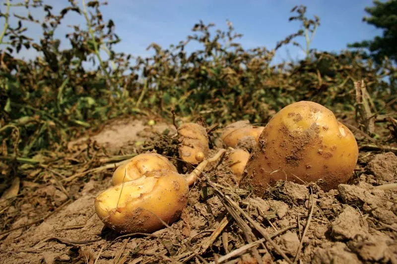mode of propogation of irish potatoes