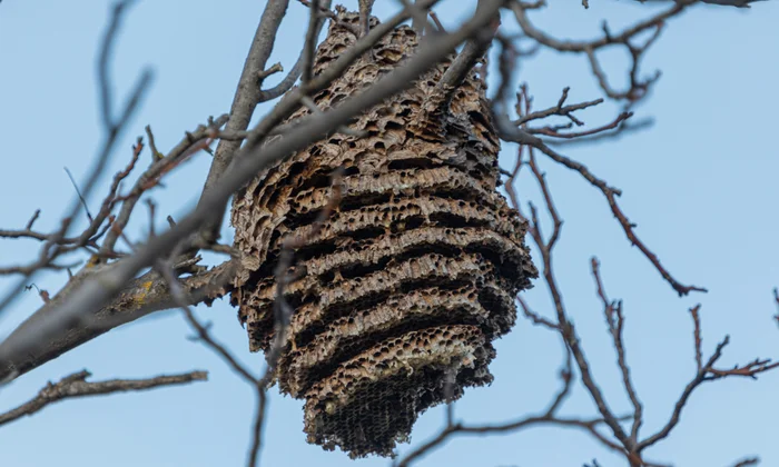 asian hornets nest ireland