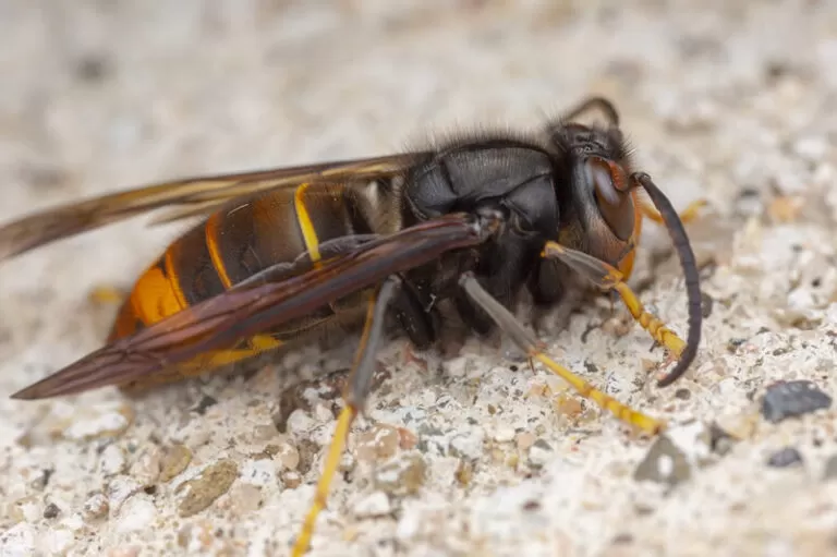 asian hornets nest ireland
