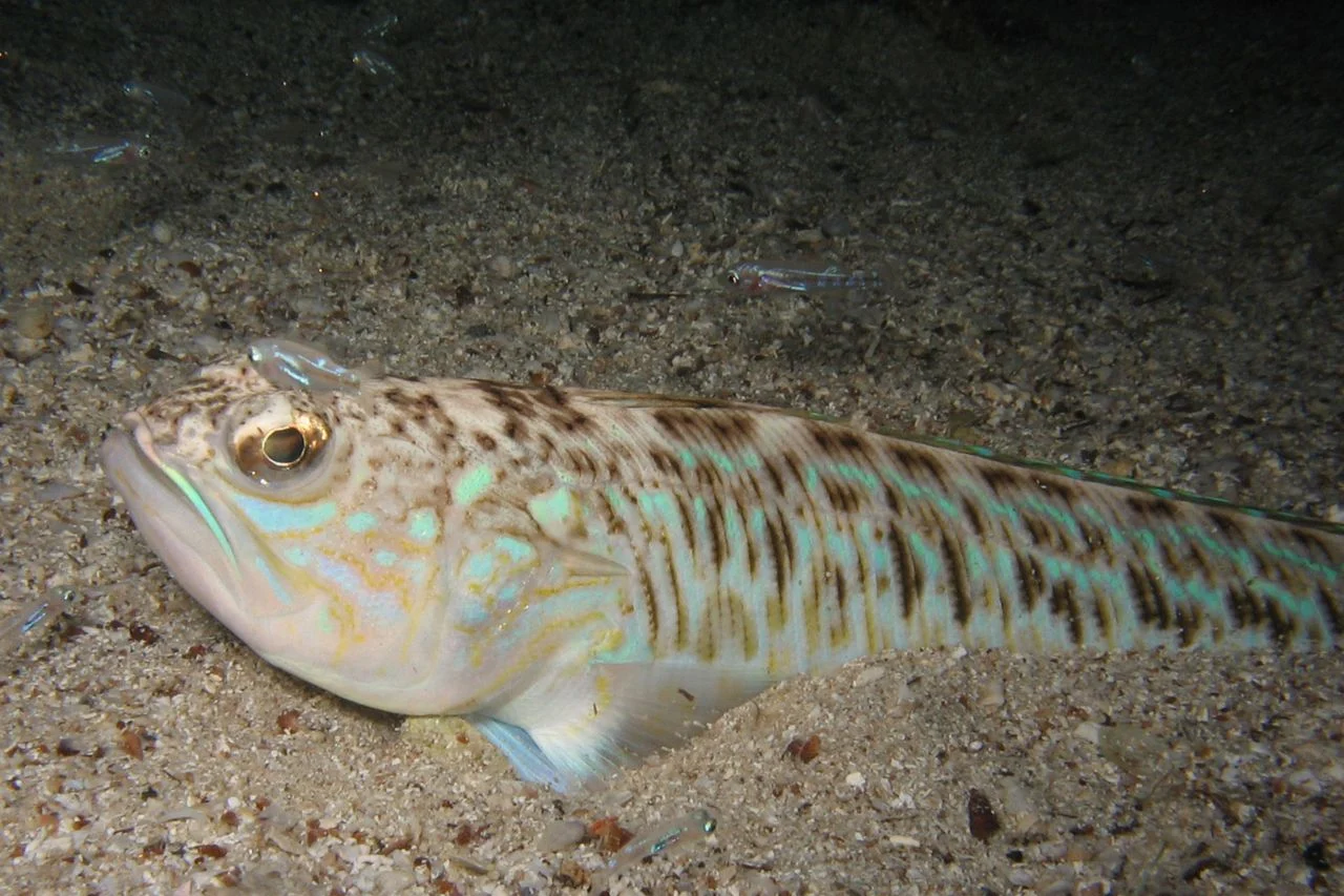 weever fish donegal