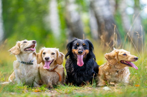 puppies and family in tipperary