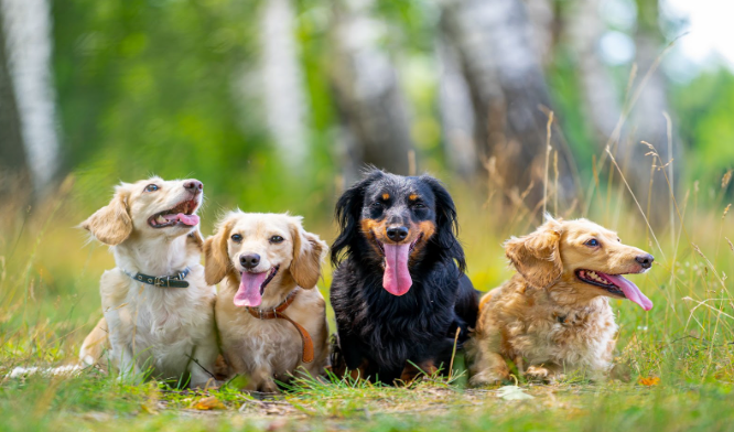 puppies and family in tipperary