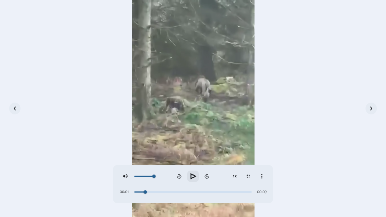 lion running loose kells