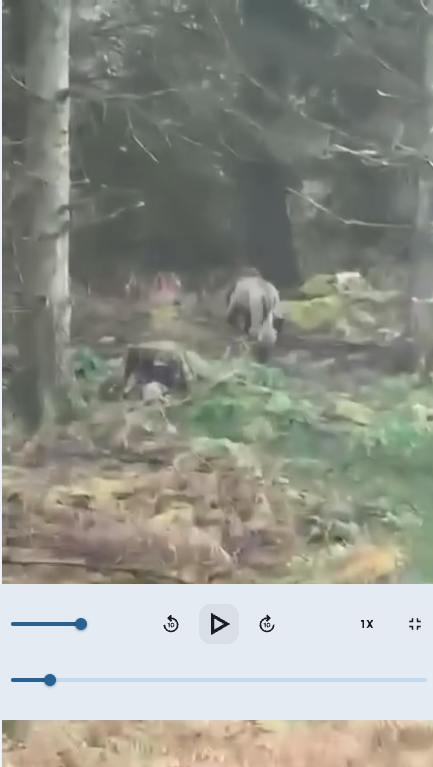 lion running loose kells