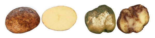 potatoe blight irish famine