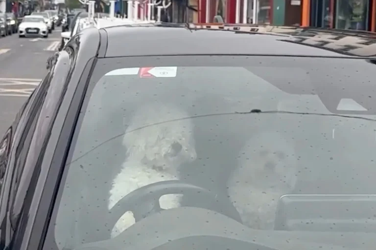 dog honking horn ireland