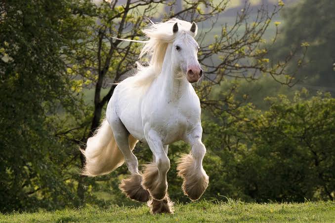 irish cob